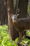 A heavy Whitetail buck stares alertly in a northern woodland.