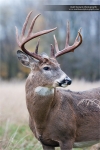 Whitetail Deer Photography, Whitetail Deer, White-tailed Deer, Odocoileus virginianus - -