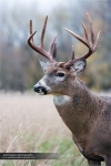 Whitetail Deer Photography, Whitetail Deer, White-tailed Deer, Odocoileus virginianus - -