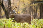 Whitetail Deer Photography, Whitetail Deer, White-tailed Deer, Odocoileus virginianus - -