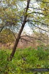Whitetail Deer Photography, Whitetail Deer, White-tailed Deer, Odocoileus virginianus - -