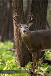 Whitetail Deer Photography, Whitetail Deer, White-tailed Deer, Odocoileus virginianus - -