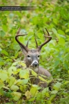 whitetaildeercollection_extra_mhp_08291000537