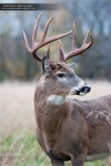whitetaildeercollection_extra_mhp_08291000553