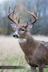 whitetaildeercollection_extra_mhp_08291000554