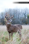 whitetaildeercollection_extra_mhp_08291000555