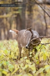whitetaildeercollection_extra_mhp_08291000556