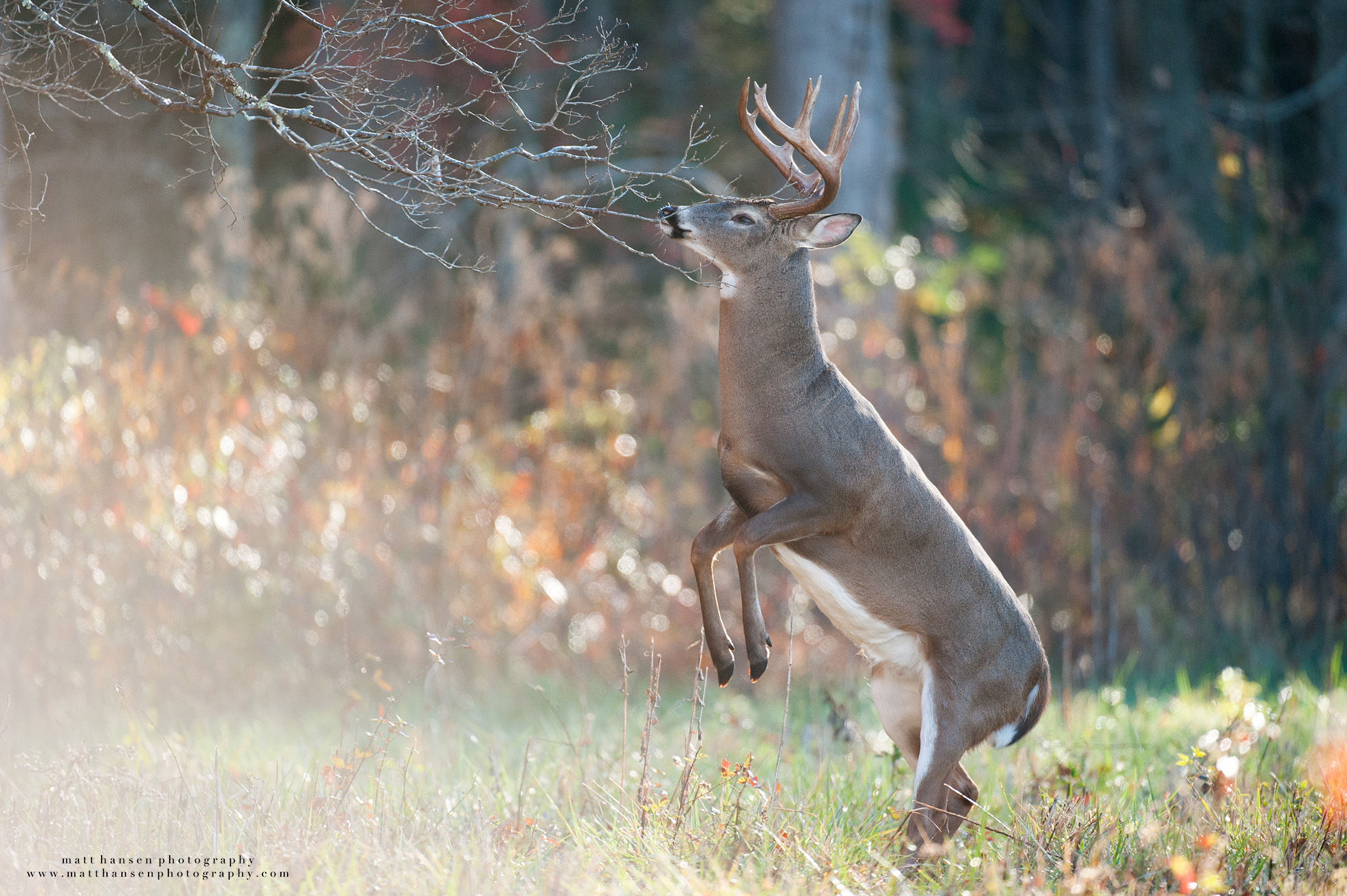 Professional Whitetail Deer Photography Matt Hansen