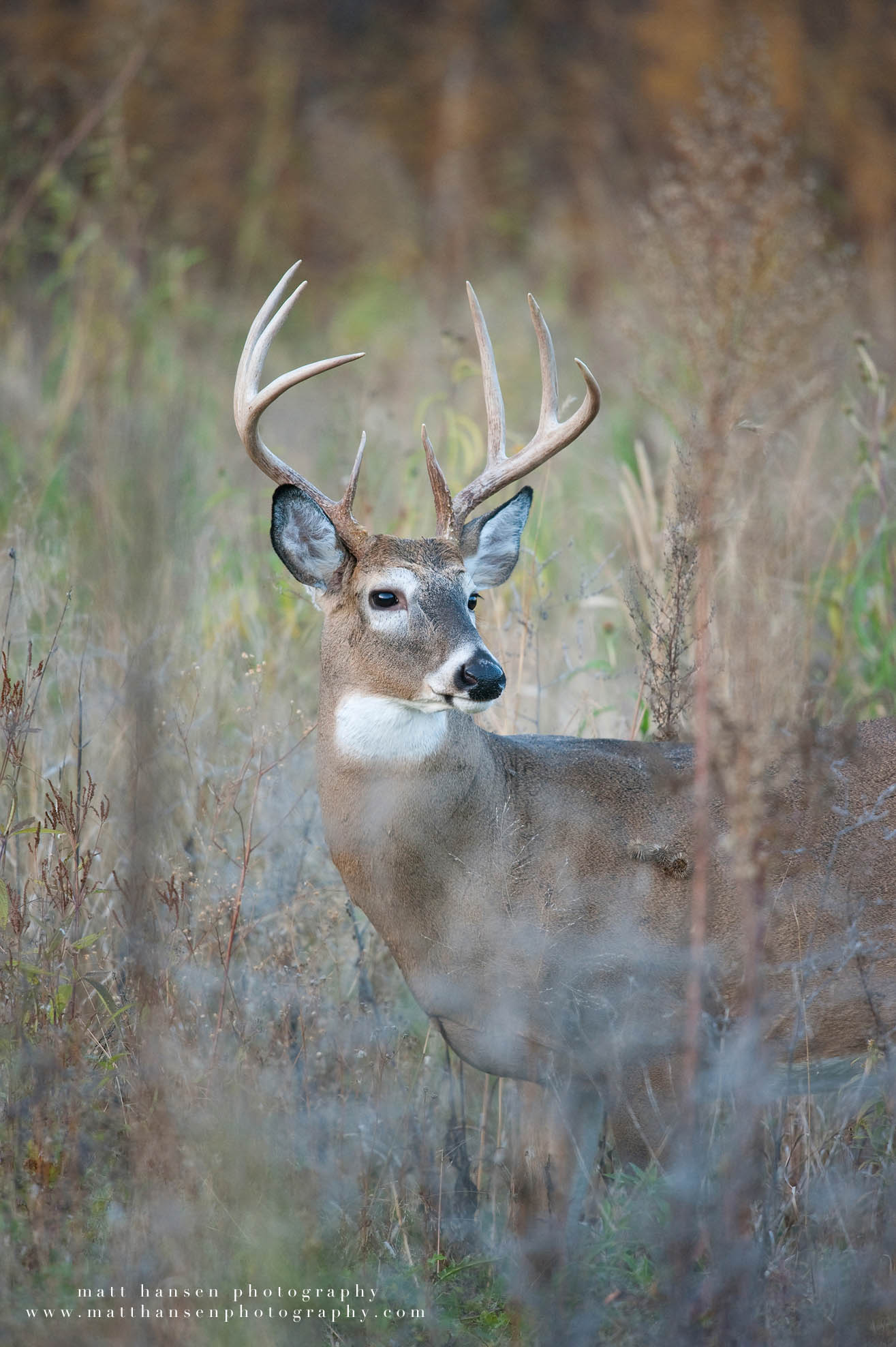 Professional Whitetail Deer Photography Matt Hansen