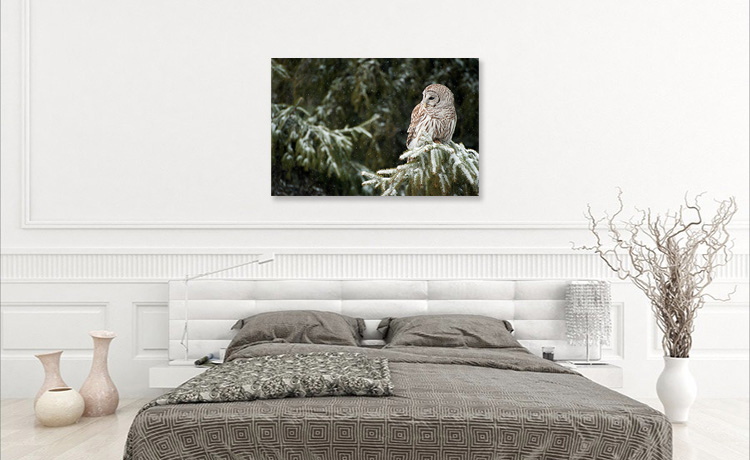 Wall Display Owl