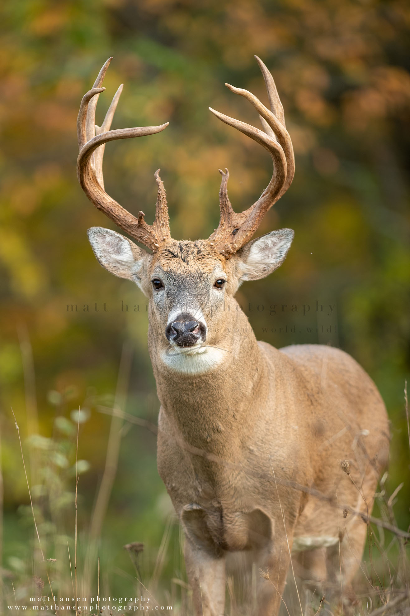 Professional Whitetail Deer Photography Matt Hansen